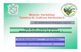Módulo: Hortalizas Optativa III: Cultivos Hortícolas II · CONSIDERACIONES PARA LA PRODUCCION Y PROMOCION DE INSECTICIDAS DE ORIGEN VEGETAL C. PRINCIPIO ACTIVO: Eficiente contra