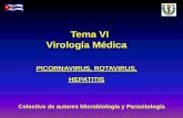Tema VI Virología Médica - Infomeduvsfajardo.sld.cu/sites/uvsfajardo.sld.cu/files/picorna... · 2017-02-06 · • Se inactivan cuando se calientan a 550C durante 30 min, pero el