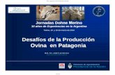 Desafíos de la Producción Ovina en Patagonia...Incrementar el uso de alguno/s de los factores primarios de la producción: tierra, capital y trabajo Característica Extensivo Intensivo