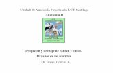 Unidad de Anatomía Veterinaria UST. Santiago Anatomía II · 2014-05-28 · CABEZA Y CUELLO: irrigación y drenaje En general muy similar a canino, algunas de las principales diferencias