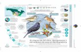 Cifras en porcentaje CIENCIA AVES DE AMÉRICA DEL NORTE · 2019-09-27 · REPRESENTA 1 DE CADA 4 AVES REPRODUCTORAS En menos de 50 años, desaparecen 3 mil millones de aves en Norteamérica