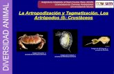 Sesión Teórico-Práctica 05: Artrópodos I: Crustáceos ...€¦ · 1. 30.000 especies (algunas comestibles) 2. Marinos, dulceacuícolas y terrestres 3. Móviles y sésiles 4. Macroscópicos