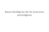 Bases biológicas de los procesos psicológicospaginaspersonales.unam.mx/files/4339/Asignaturas/1012/Archivo2.1188.pdfTipos de Neuronas •Neuronas aferentes o sensitivas. •Neuronas