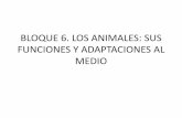 BLOQUE 6. LOS ANIMALES: SUS FUNCIONES Y ......BLOQUE 6. LOS ANIMALES: SUS FUNCIONES Y ADAPTACIONES AL MEDIO 1. LA NUTRICIÓN I. GENERALIDADES • La nutrición es el proceso mediante