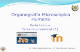 Organografía Microscópica Humana - UCMPRESENTACIÓN ! Tarea voluntaria ofertada a los alumnos de la asignatura Organografía microscópica humana de 2º curso del Grado en Medicina