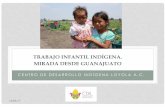 TRABAJO INFANTIL INDÍGENA. MIRADA DESDE GUANAJUATO · 2017-06-23 · • Altos índices de mortalidad infantil, asociados a la pobreza extrema y a los riesgos laborales • La migración