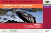 Cóndor de California - gob.mx · conocimiento biológico, para lograr la máxima eficiencia reproductiva, el mantenimiento de la diversidad genética en poblaciones pequeñas, el