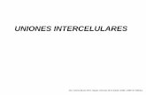 UNIONES INTERCELULARESsgpwe.izt.uam.mx/files/users/uami/lebo/EFC_II__2018/...Uniones de Comunicación: •Uniones en hendidura, permite el paso de moléculas pequeñas de cél.- cel.