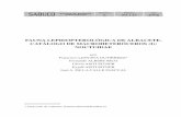 FAUNA LEPIDOPTEROLÓGICA DE ALBACETE. CATÁLOGO DE … · 2019-08-07 · 101 RESUMEN Con este trabajo sobre macroheteróceros (parte I) Noctuidae, se ini-cia la serie de publicaciones