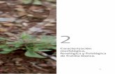 Caracterización morfológica, fenológica y fisiológica de frutilla …biblioteca.inia.cl/medios/biblioteca/boletines/NR40865.pdf · 2018-07-10 · constitución del escapo o tallo