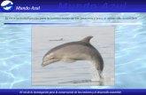 Presentación de PowerPoint · 2012-03-21 · accidentalmente un delfin? NO COMERCIALIZAR LA CARNE ! Desembarcar el cuerpo entero del delfin y llamar a Mundo Azul (99473336) para