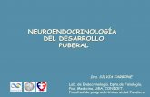 NEUROENDOCRINOLOGÍA DEL DESARROLLO PUBERAL · 2018-06-08 · organo target organizacional: permanente es el tipo de acciÓn por la tallan las estructuras cerebrales durante el desarrollo