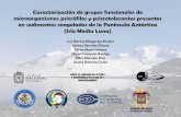 Presentación de PowerPoint - Comisión Colombiana del Océano · cultivables implicados en el ciclo del nitrógeno y análisis fisicoquímicos. Isla Media Luna, Antártida. Verano