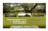 Manual manglares selvas inundables - INECOL...9 característica. Estas plantas se conocen como hidrófitas –plantas superiores que requieren de un período de anegación para completar