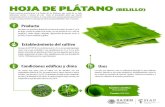 HOJA DE PLÁTANO (BELILLO) · 2019-10-14 · Producto Establecimiento del cultivo HOJA DE PLÁTANO (BELILLO) Las hojas son grandes y dispuestas en forma de espiral, de entre 2 y 4