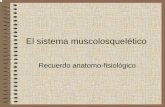 El sistema muscolosquelético - Universitat de Valènciamural.uv.es/rasainz/1.2_TRAUMA_TEMA_39.pdf · 2009-11-26 · • Actúan como palanca para los músculos ... • Lugar dónde