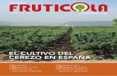EL CULTIVO DEL CEREZO EN ESPAÑA - Copefrut...La velocidad con que se debe enfriar la fruta luego de la cosecha en el huerto es vital y en el proceso se deben manejar temperaturas