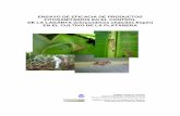 Informe ensayo eficacia lagarta en platanera Cabildo Tfe-ICIA · Estudiar la eficacia en campo de distintos productos fitosanitarios autorizados o que estén o puedan estar en vías
