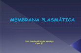 Dra. Sandra Orellana Verdejo Clase 10 - WordPress.cominvaginaciones de la membrana plasmática especialmente en células endoteliales y adipocitos. Ricas en proteínas, lípidos (colesterol