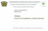 TEMA: Ciclo Circadiano y Biorritmos · 2017-04-23 · La unidad de aprendizaje de Ergonomía se imparte en el núcleo de formación básico de la Licenciatura de Diseño Industrial.