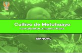 Cultivo de Metohuayo - repositorio.iiap.org.perepositorio.iiap.org.pe/bitstream/IIAP/114/2/Gonzales_Libro_2010.pdf · Las plantas madre de matohuayo deben ser aquellas que muestren