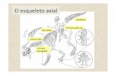 Elesqueletoaxial# - Aragosaurus · Zeugopodio.Ulna(cubito)# Articula en proximal con el húmero y en distal con los carpales Es un hueso recto, pero que suele tener algo de curvatura