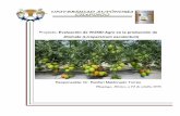 Proyecto: Evaluación de VIUSID-Agro en la …catalysisagro.com/pdf/evaluacion_viusidagro_tomate.pdfEl cultivo de jitomate variedad Donatello, fue establecido en un invernadero de