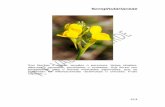 Scrophulariaceae - Valverde del Camino...en zonas básicas, en particular en muros cerca de los lugares habitados. Usos Es una planta cultivada como ornamental. Presenta propiedades