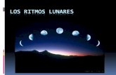 Los Ritmos Lunares€¦ · ¿Qué son los ritmos lunares? Su duración se han relacionado con los movimientos de la Luna. Son ritmos de conducta que duran 28 días que se aprecian