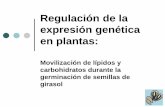 Regulación de la expresión genética en plantas...Durante su etapa de heterotrófo Metabolismo dependiente de las reservas de carbono, nitrógeno, fósforo… que se encuentran en