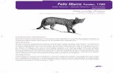 Felis libyca Forster, 1780 - Transición Ecológica...Tamaño corporal y proporciones similares a las del gato montés europeo, Felis silvestris. La longitud de la cola es aproximadamente