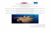 Diseño de un programa de enriquecimiento ambiental para pulpos … · 2017-12-22 · Diseño de un programa de enriquecimiento ambiental para pulpos (Octopus vulgaris) en el Aquarium