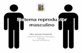 Sistema reproductor masculinoanatomiahumana3d.com/.../Sistema-reproductor-masculino.pdf · 2018-10-17 · Sistema reproductor masculino Constituido por órganos encargados de la producción