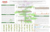 Super Chola Sequía en Veinticuatro Genotipos de Papa …repositorio.iniap.gob.ec/bitstream/41000/5209/1/... · 2018-10-11 · Evaluación de las Respuestas Fisiológicas y de Daño
