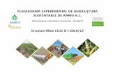 PLATAFORMA EXPERIMENTAL DE AGRICULTURA SUSTENTABLE DE aarfs.org/wp-content/uploads/2017/03/PEAS...آ 