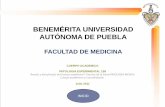 BENEMÉRITA UNIVERSIDAD AUTÓNOMA DE PUEBLAcmas.siu.buap.mx/portal_pprd/work/sites/Vicerrectoria... · 2011-07-22 · CUERPO ACADEMICO. PATOLOGIA EXPERIMENTAL 159. Área(s) y disciplina(s)