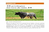 24 privilegios del toro de lidia - taurologia.com · simulacro de la suerte de varas, tras la cual se selecciona para sementales a aquellos mejor dotados, quienes vivirán en la dehesa