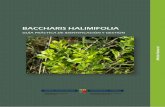 BACCHARIS HALIMIFOLIA - Ortuella · condiciones de elevada humedad del suelo, lo que facilita el trabajo. Por tanto, los meses de invierno y las jornadas de lluvia el resto del año