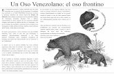 Un Oso Venezolano: el oso frontino Frontino Hoja Informativa.pdf · en los bosques de montañas y páramos de los estados Lara, Portuguesa, Trujillo, Mérida, Barinas, Táchira, Apure