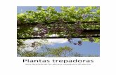 José Manuel Sánchez de Lorenzo Cáceres Plantas trepadoras€¦ · Se denominan plantas trepadoras o enreda‐ deras aquellas que, por medio de diversos mecanismos, son capaces