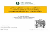 La Chaya (Cnidoscolus aconitifolius): contribuciones al ...€¦ · La Chaya (Cnidoscolus aconitifolius): contribuciones al conocimiento y aprovechamiento de esta planta nutritiva