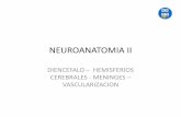 NEUROANATOMIA II - Clases Particulares 092686953 · •nace a nivel del pico del cuerpo calloso y lo contornea. •tiene intima relacion con las estructuras olfatorias •se continua