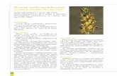 Aceras anthropophorum - Junta de Andalucía€¦ · Prospera en claros de encinares y pinares, en pastizales y en matorrales seriales aclara-dos. Con frecuencia va acompañado de