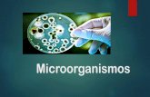 Microorganismos - WordPress.com€¦ · Microorganismos beneficiosos Este tipo de microorganismos beneficiosos protegen nuestro organismo. conviven con nosotros, se encuentran dentro
