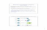 Regulación de la Expresión Genética y Ciclo celulardepa.fquim.unam.mx/amyd/archivero/UNIDAD_8BIS_2X_19957.pdf · Función de la proteína p53 en la regulación del ciclo celular.