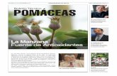 Dr. Reinhold Carle Fuente de Antioxidantespomaceas.utalca.cl/wp-content/uploads/2016/06/Boletin_N14_5.pdf · de antioxidantes El consumo de frutas y verduras, como fuente de antioxidantes,