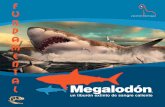 Megalodón · 2020-03-23 · ¿Cómo encuentran los paleontólogos restos fósiles de tiburones? elementos que normalmente se encuentran mineralizados en vida. En el trabajo de campo,