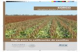 Regla Tecnica Sorgo 2018.indd 1 12/20/18 7:30 PM...comprobar el origen de la semilla y garantizar su pureza genética, así como copia del certificado fitosanitario. Regla Tecnica