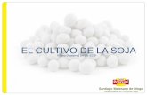 EL CULTIVO DE LA SOJA - Panacea · 2019-06-20 · EL CULTIVO DE LA SOJA Villava (Navarra) 04-06-2019 Santiago Matesanz de Diego ... -Fechas de siembra (My para I-II / Jn para 0-00)-Ciclos