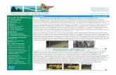 Edición XIV Primavera 2017 Población de invernación en Sierra … · 2017-04-28 · Edición XIV Página 3 Durante la temporada de invernación de 2016-2017, Eneida Montesinos,